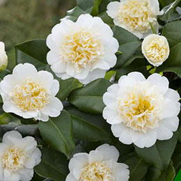 Camelia de Japn 'Brushfields Yellow'